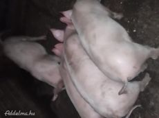 Kissűldők kb: 30-kg.
