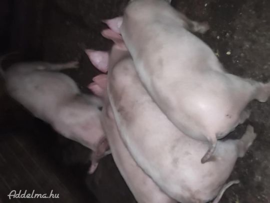 Kissűldők kb: 30-kg.
