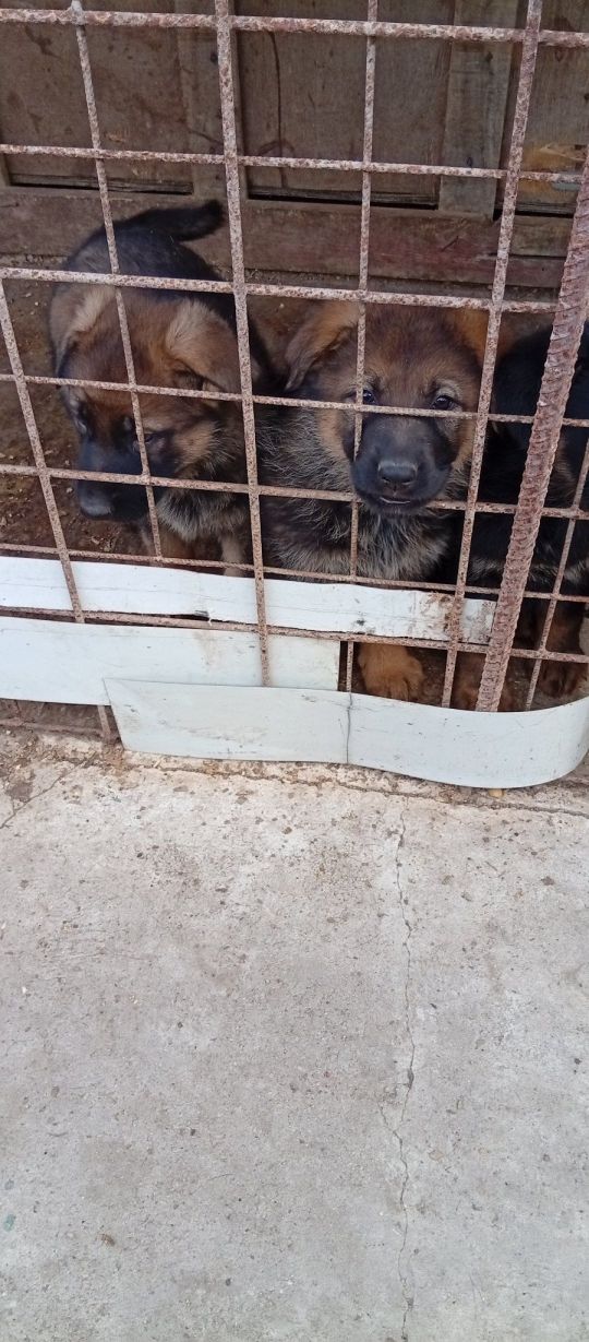 Kölyök Németh-Juhász 7-hetesen