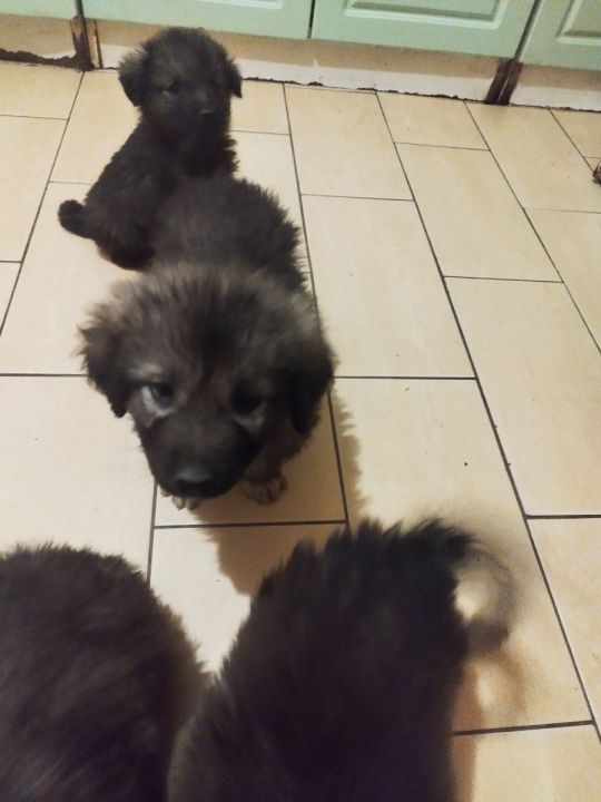 Kölyök sarplaninac