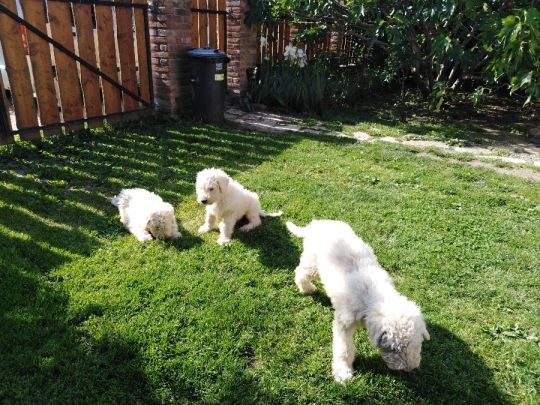 Komondor kölykök