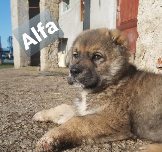 Közép-ázsiai juhászkutya kan kölykök előjegyezhetőek