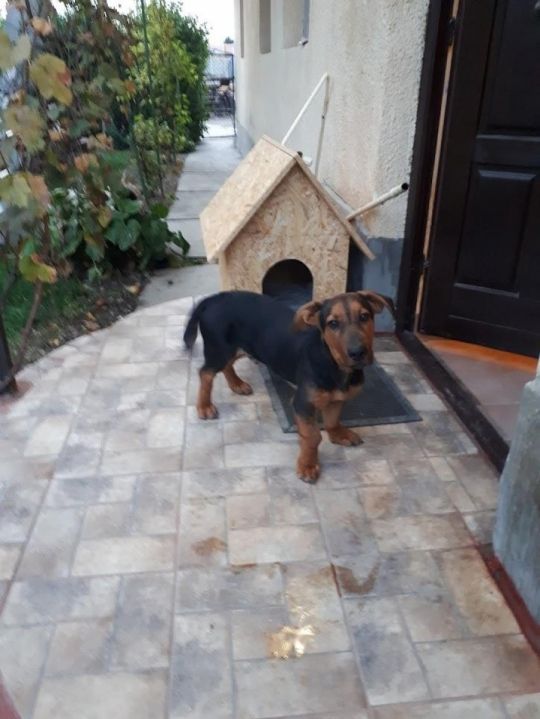 Kutya ajándékba