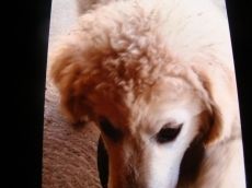 KUVASZ KISKUTYA