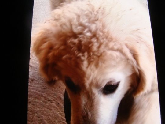 KUVASZ KISKUTYA