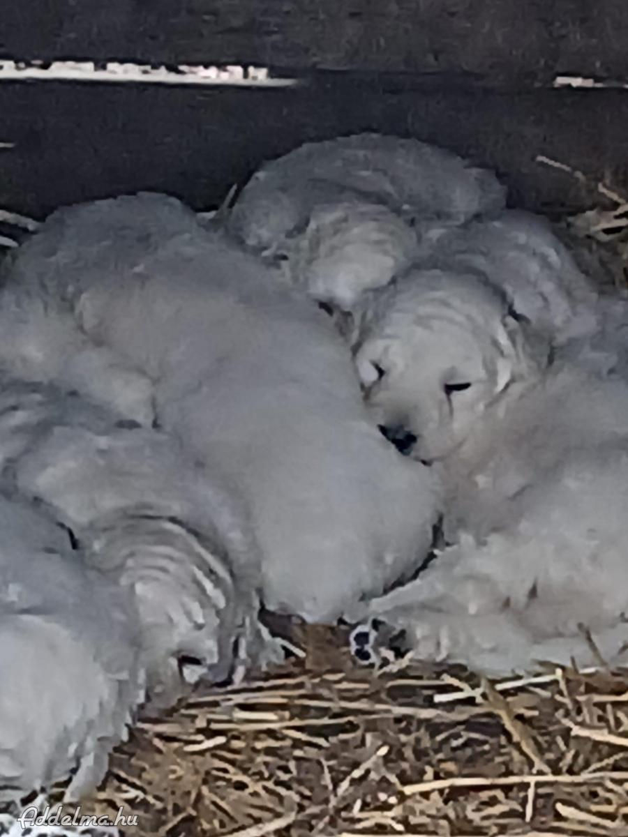 Kuvasz kiskutyák Debrecenben új gazdát keresnek