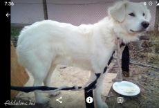 Kuvasz kölyök sűrgősen eladó!
