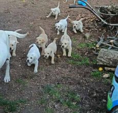 Labrador babák születtek