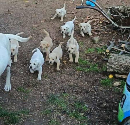 Labrador babák születtek