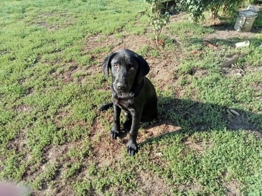 Labrador elcserélhető!