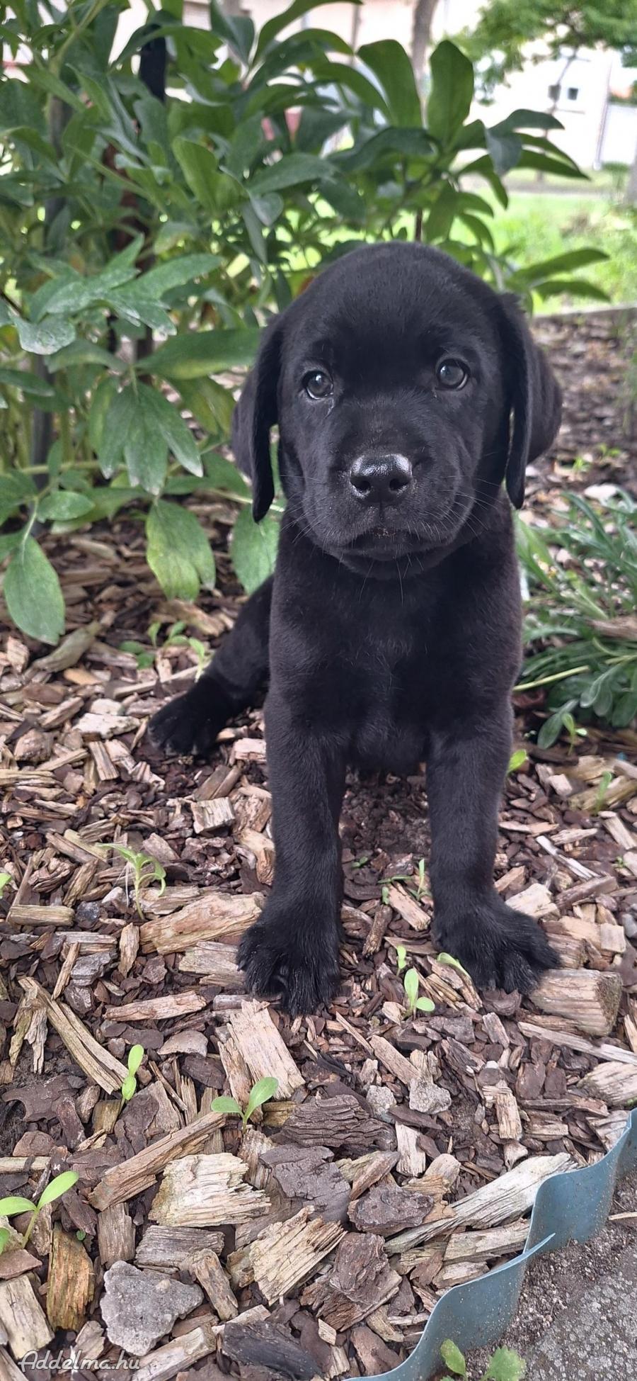 Labrador kölyök kutyák