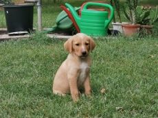 Labrador-Viszla mix kiskutya ingyenesen