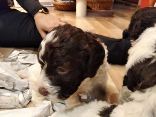Lagotto Romagnolo