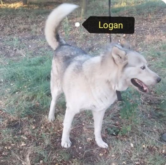 Logan nagyon szeretne már egy családot.Fogadd örökbe