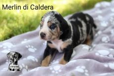 Louisiana Catahoula Leopárd kiskutyák eladóak