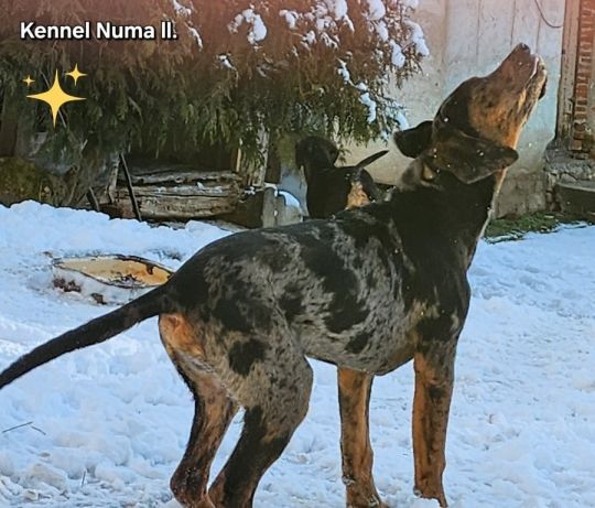 Louisiana Leopard dog