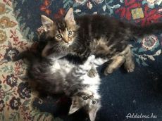 Main coon kiscicák gazdit keresnek
