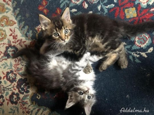 Main coon kiscicák gazdit keresnek