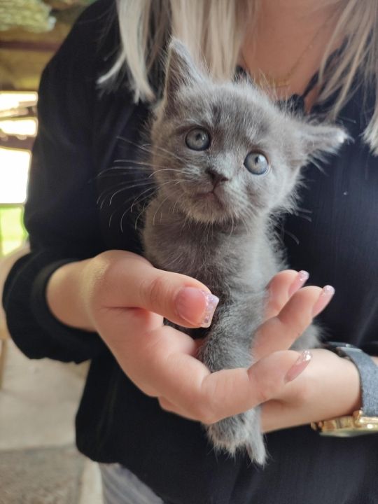 Maine Coon keverék kiscicák eladók.