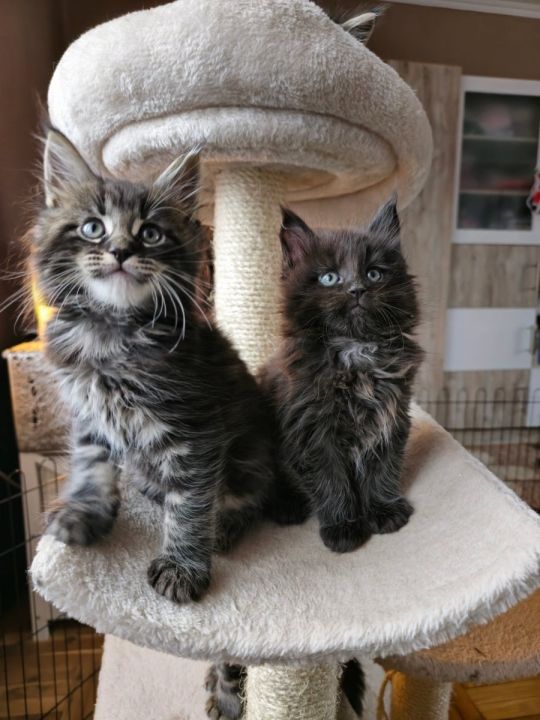 Maine coon kiscicák