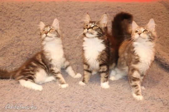 Maine Coon kölykök tenyésztőtől