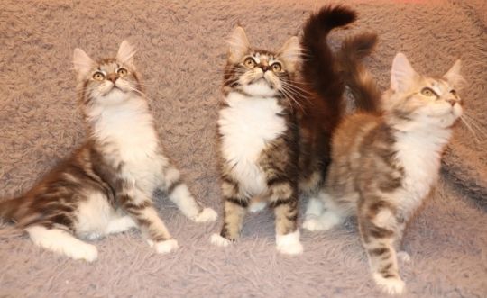 Maine Coon macska tenyésztőtől Debrecen Budapest