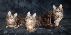 Maine Coon Törzskönyves Nőstények Tenyésztőtől Eladó