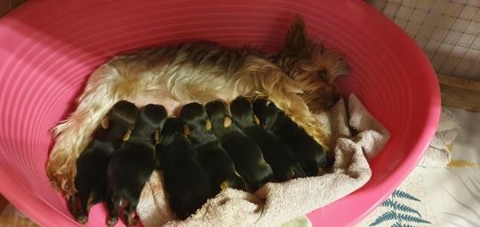 Mini Yorki jellegű kiskutyák