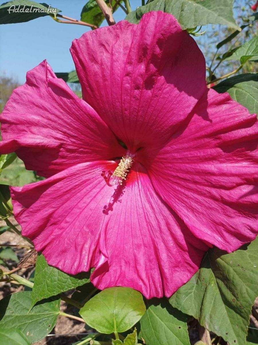 Mocsári hibiszkuszvirágmag