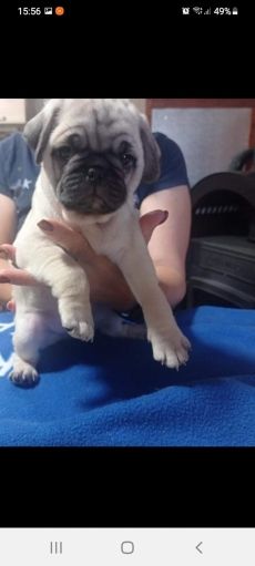 Mopsz kölyök