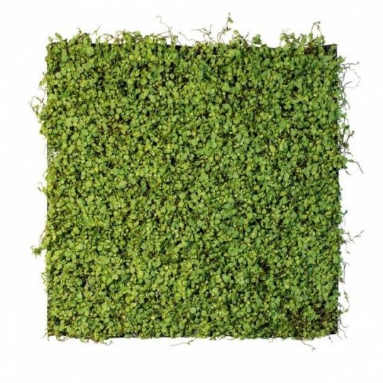 Műnövény fal, green faldekoráció