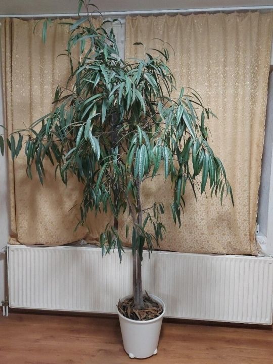 Nagyméretű fikusz fa eladó