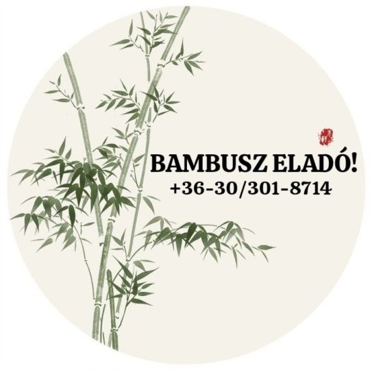 Nemesített Bambusz(Phyllostachys)legkiválóbb fajta, legolcsóbban!