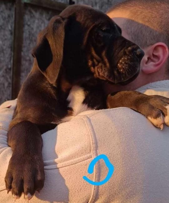 Német Dog kölykök