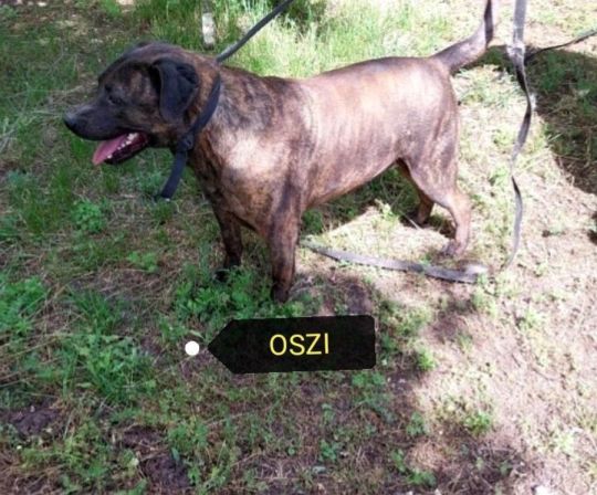 Oszit kidobták,mint egy szemetet.Mi új gazdit keresünk neki