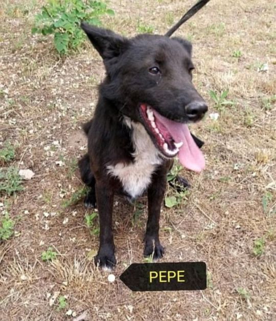 Pepe a fiatal kis kan kutyus,szerető otthonra vár