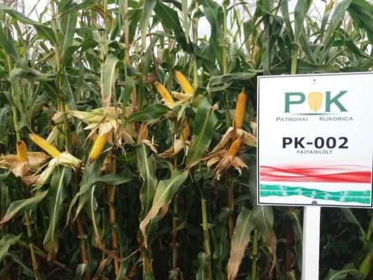 PK-002 Organikus Kukorica előrendelési AKCIÓ! - Rekordereknek!