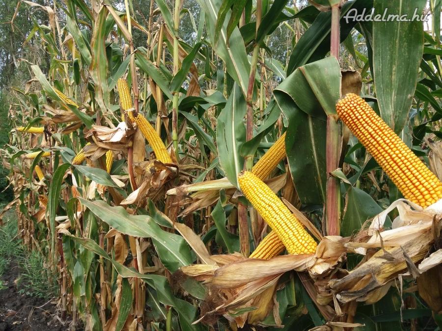 PK-004 - A nemesítés új iránya! Organikus kukorica AKCIÓ!