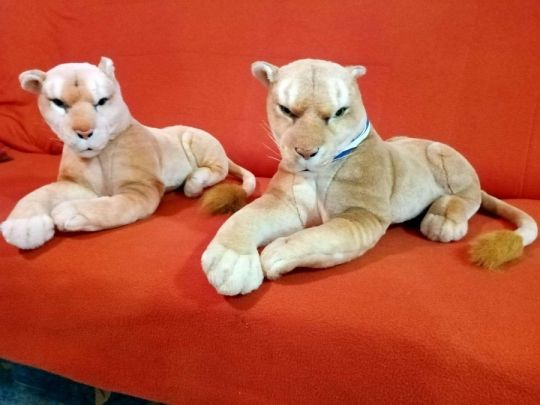 Plüss tigris eladó