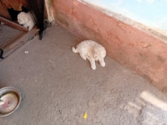 Puli Kiskutya Eladó!