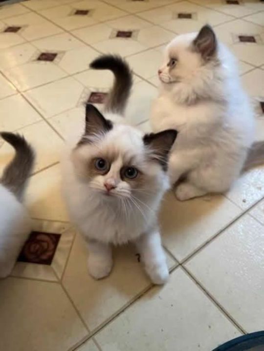 Ragdoll kiscicák