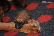 Rhodesian Ridgebacks