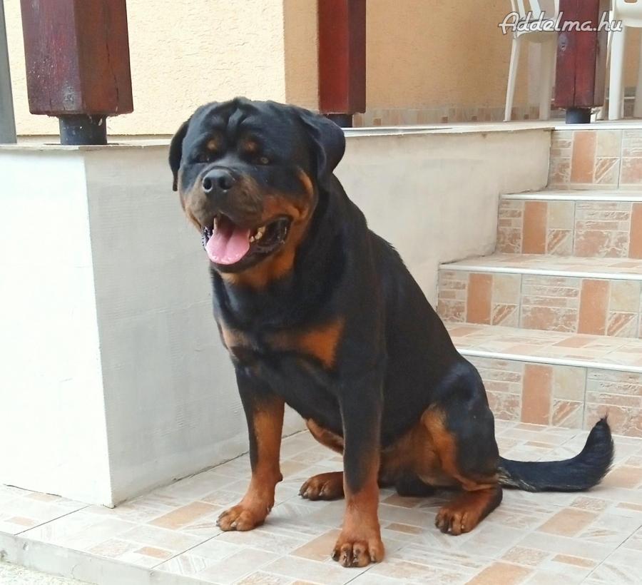 Rottweiler kan fedez