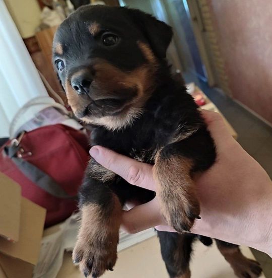 Rottweiler kiskutya költözne szerető, törődő családhoz.
