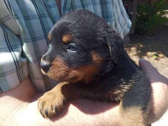 Rottweiler kiskutyák költöznének