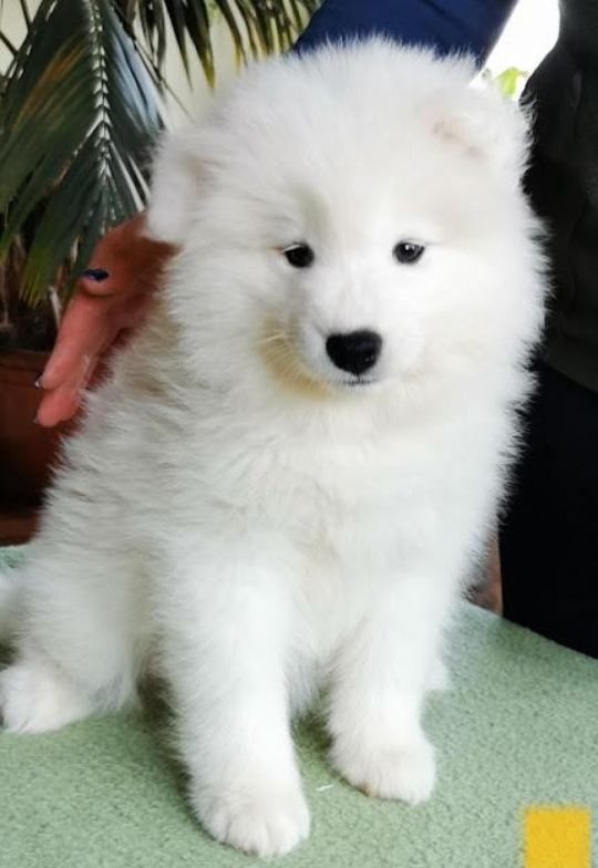 Samoyed kiskutya