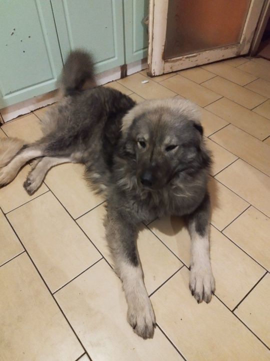 Sarplaninac kiskutyák máshol futkároznának.