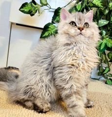 Selkirk Rex Longhair göndör szőrű kisfiú cica
