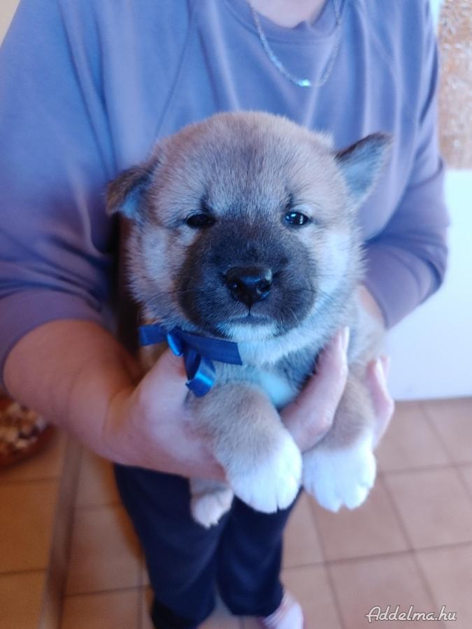 Shiba-Inu kiskutya