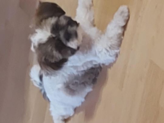 Shih-tzu kölyök eladó!